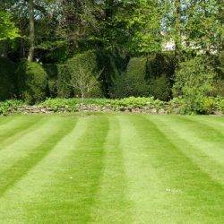 Striped Mowed Lawn and Green Leafy Trees in a Garden