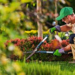 Caucasian Garden and Landscaping Services Contractor in His 40s with Hedge Shears Performing Spring Time Back Yard Maintenance.